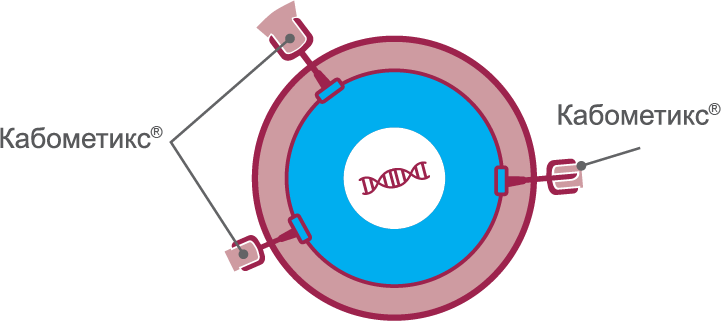 Cabometyx 1 - Hebrew